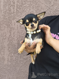 Photo №2 de l'annonce № 153851 de la vente chien bâtard - acheter à Georgia annonce privée, de la fourrière, éleveur