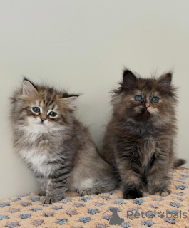 Photo №1. sibérien - à vendre en ville de Munich | négocié | Annonce № 165531