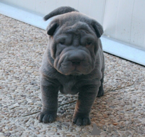 Photo №1. shar pei - à vendre en ville de Hambourg | 500€ | Annonce №149682