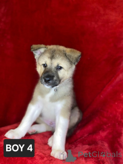 Photo №4. Je vais vendre akita (chien) en ville de Берлингероде. annonce privée - prix - 1000€