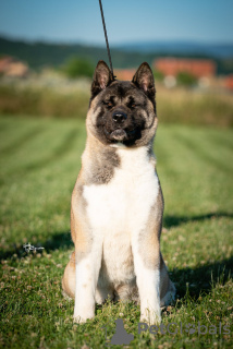 Photos supplémentaires: Akita américain à vendre