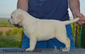 Photos supplémentaires: Récupérateurs du Labrador