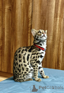 Photo №3. chaton ocelot disponible a vendre. France