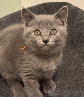 Photo №2 de l'annonce № 174946 de la vente chartreux - acheter à Allemagne 
