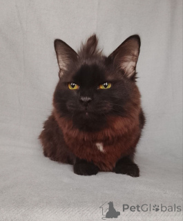 Photo №3. Dottie cherche une maison !. Fédération de Russie