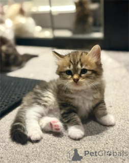 Photo №1. sibérien - à vendre en ville de Fracasse | 350€ | Annonce № 153167