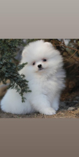 Photos supplémentaires: Saint-Pétersbourg. Kennel RKF Zolotko Moy propose des chiots de race Spitz