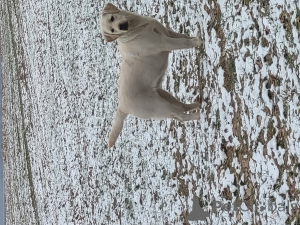 Photo №1. labrador retriever - à vendre en ville de Vilnius | 700€ | Annonce №135306