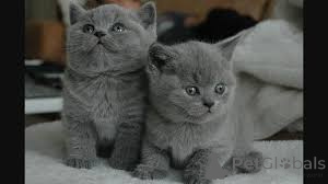 Photo №2 de l'annonce № 165915 de la vente british shorthair - acheter à France annonce privée, éleveur