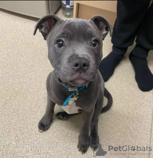 Photo №1. staffordshire bull terrier - à vendre en ville de Tallinn | négocié | Annonce №126950