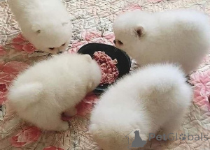 Photo №1. spitz nain - à vendre en ville de Anvers | Gratuit | Annonce №157114