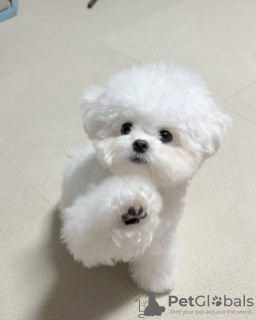 Photo №2 de l'annonce № 125477 de la vente bichon maltais - acheter à La Grande-Bretagne 