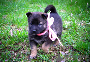 Photo №2 de l'annonce № 98627 de la vente chien bâtard - acheter à Biélorussie annonce privée