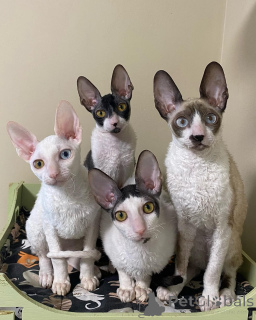 Photo №1. cornish rex - à vendre en ville de Haïfa | négocié | Annonce № 161163