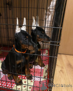 Photo №1. dobermann - à vendre en ville de Main | 900€ | Annonce №149014