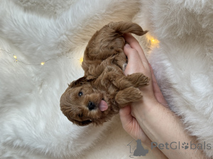 Photo №4. Je vais vendre maltipu en ville de Sotchi. annonce privée - prix - 647€