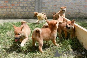 Photos supplémentaires: Chiots Shiba Inu