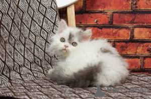 Photo №4. Je vais vendre selkirk rex à poil ras en ville de Helsinki. annonce privée, éleveur - prix - 580€