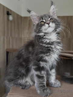 Photo №3. Chatons Maine Coon de qualité supérieure à vendre. Pologne