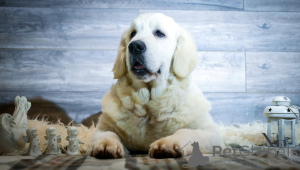 Photo №2 de l'annonce № 135403 de la vente golden retriever - acheter à Bosnie et Herzégovine éleveur