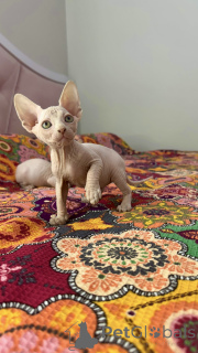 Photo №4. Je vais vendre sphynx en ville de Istanbul. éleveur - prix - 850€