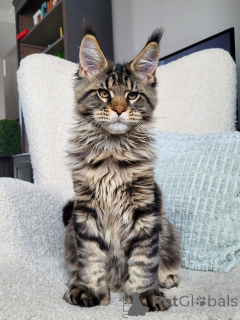 Photo №1. maine coon - à vendre en ville de Karlovy varie | négocié | Annonce № 156462