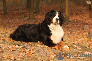 Photos supplémentaires: chiots bouvier bernois