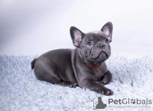 Photo №1. bouledogue - à vendre en ville de Фредериксборг | 400€ | Annonce №125655