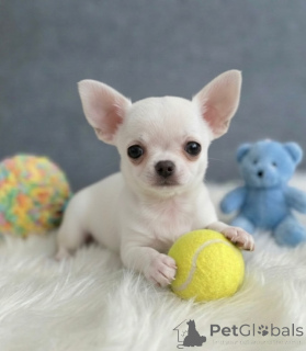 Photo №1. chihuahua - à vendre en ville de Aalborg | négocié | Annonce №175076