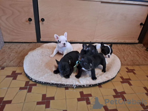 Photo №1. bouledogue - à vendre en ville de Burgas | Gratuit | Annonce №83732