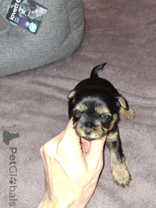 Photo №3. Chiots Yorkshire Terrier de race pure.. La finlande