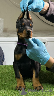 Photo №2 de l'annonce № 135053 de la vente dobermann - acheter à Serbie éleveur
