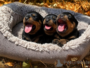 Photo №1. rottweiler - à vendre en ville de Bilzen | Gratuit | Annonce №171486