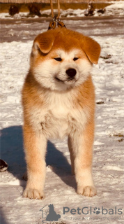 Photo №2 de l'annonce № 88921 de la vente akita (chien) - acheter à Serbie éleveur