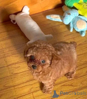 Photo №2 de l'annonce № 157004 de la vente caniche (jouet) - acheter à Espagne 