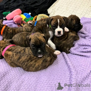 Photo №1. boxer - à vendre en ville de Wolfsburg | négocié | Annonce №177096