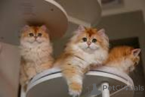 Photo №1. british longhair - à vendre en ville de Anvers | 500€ | Annonce № 172701
