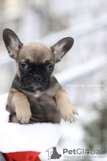 Photos supplémentaires: Beau chiot bouledogue français VIP Merle blanc beige