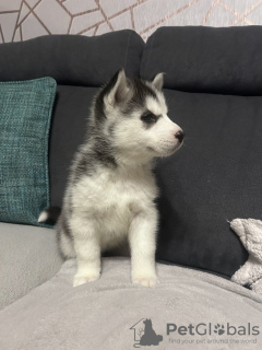 Photo №2 de l'annonce № 133716 de la vente husky de sibérie - acheter à USA annonce privée