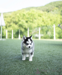 Photo №1. chien bâtard - à vendre en ville de Bremen | 800€ | Annonce №144368
