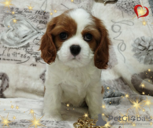 Photos supplémentaires: FILLE PROMETTEUSE Cavalier King Charles Spaniel