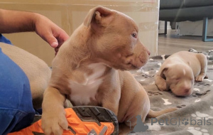 Photo №1. american bully - à vendre en ville de Bremen | 638€ | Annonce №140370