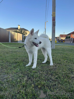 Photos supplémentaires: Chiots Akita Inu