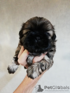 Photo №1. lhassa apso, shih tzu - à vendre en ville de Vilnius | 600€ | Annonce №113608