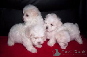 Photo №1. bichon maltais - à vendre en ville de Vienne | 250€ | Annonce №160990