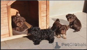 Photo №1. bolonka - à vendre en ville de Bonn | négocié | Annonce №167369