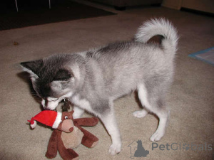 Photo №1. alaskan klee kai - à vendre en ville de Vamdrup | négocié | Annonce №169985