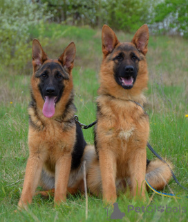 Photos supplémentaires: Chiots berger allemand. FCI.