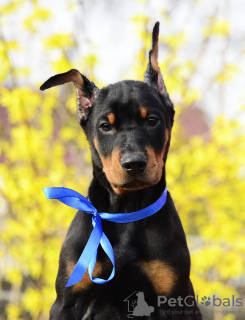 Photos supplémentaires: chiots dobermann