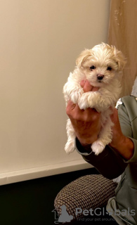 Photo №4. Je vais vendre bichon maltais en ville de Birmingham. annonce privée - prix - 500€